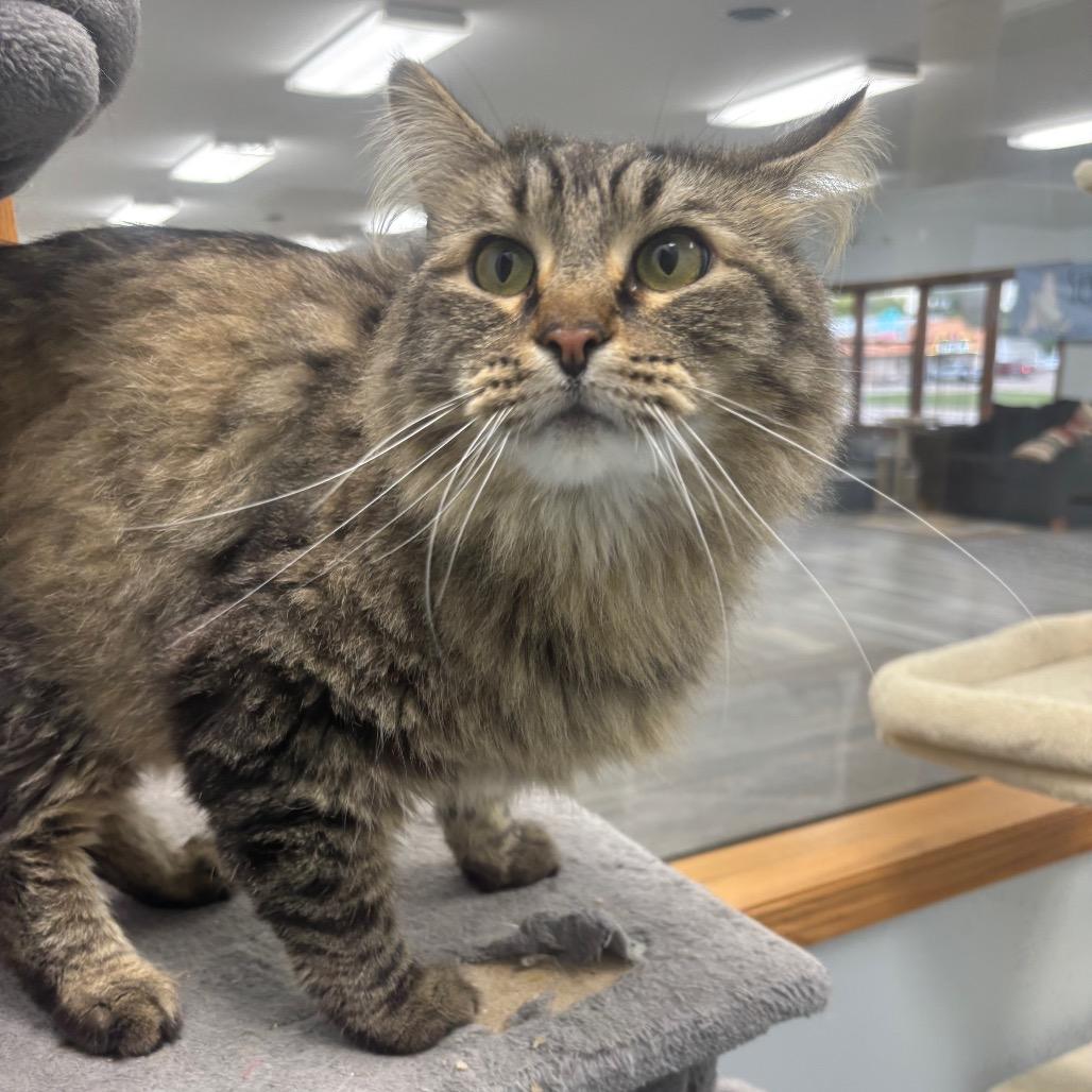 Enlarge Moonlight, a Adoptable Domestic Long Hair in Crookston, MN image 1/3