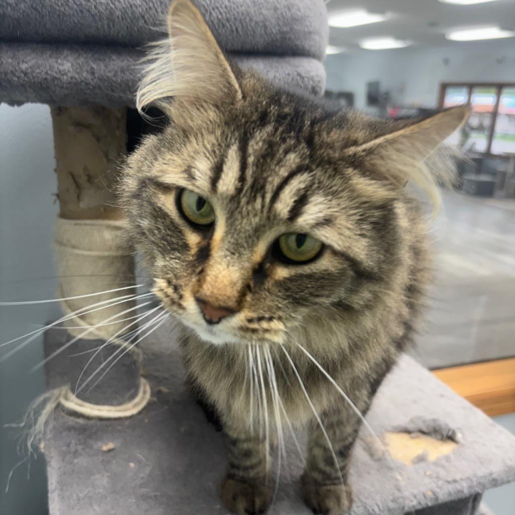 Enlarge Moonlight, a Adoptable Domestic Long Hair in Crookston, MN image 2/3
