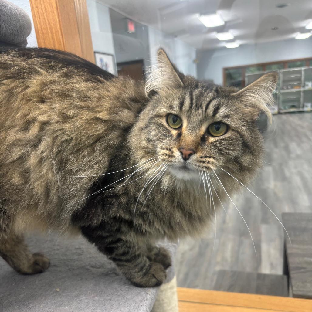 Enlarge Moonlight, a Adoptable Domestic Long Hair in Crookston, MN image 3/3