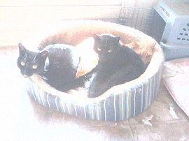 Zucchini, a Adoptable mixed breed in Cookeville, TN image 6/8