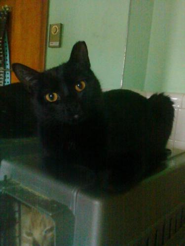 Enlarge Zucchini, a Adoptable mixed breed in Cookeville, TN image 7/8