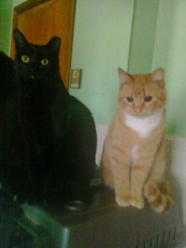 Enlarge Zucchini, a Adoptable mixed breed in Cookeville, TN image 8/8