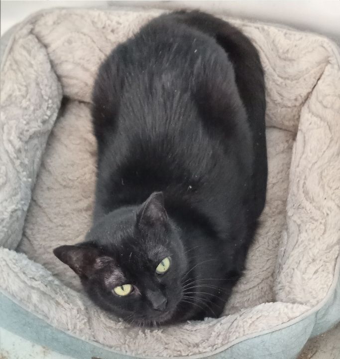 Zucchini, a Adoptable mixed breed in Cookeville, TN image 1/8