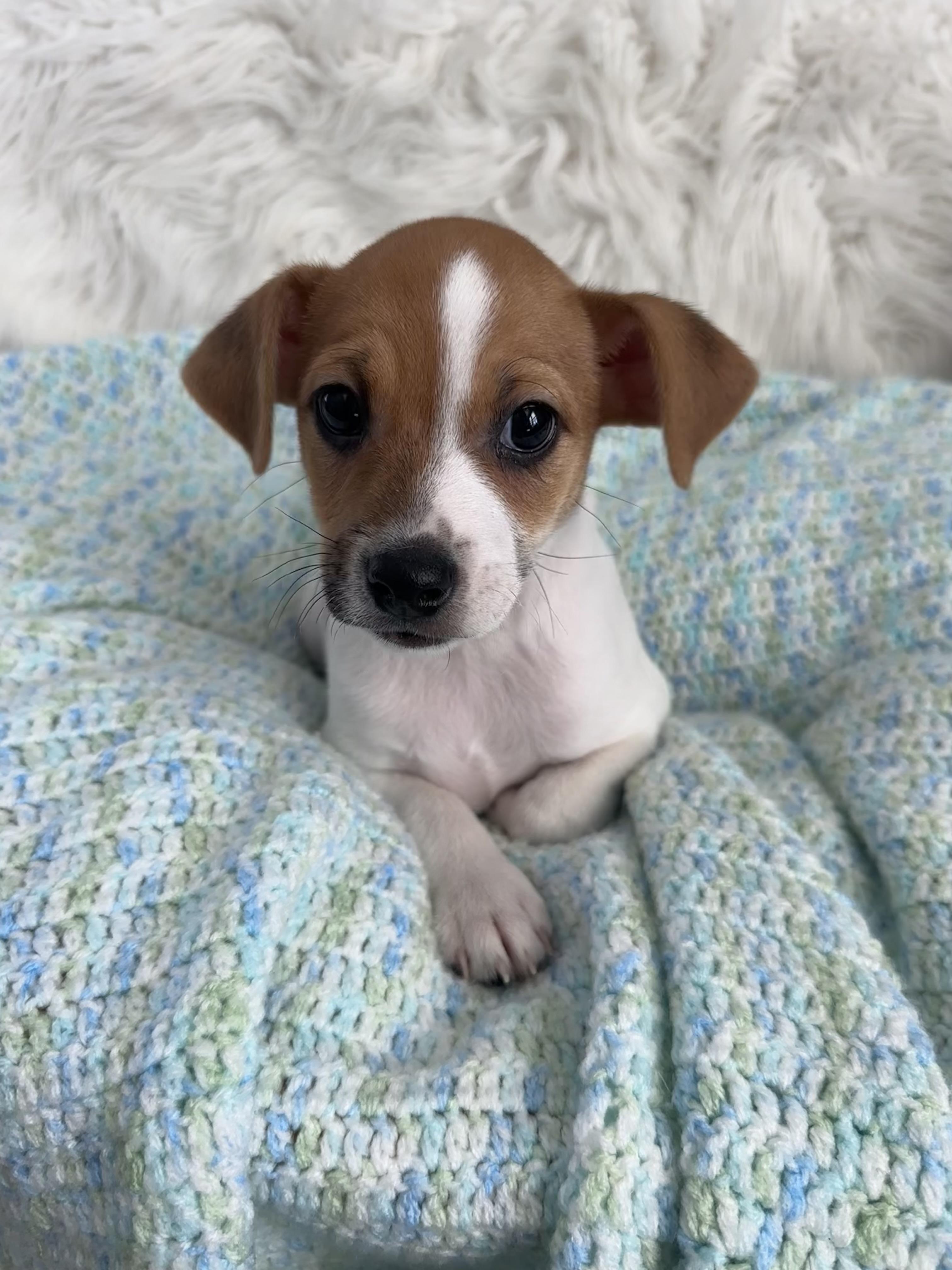 Frank Rat Terrier Dog