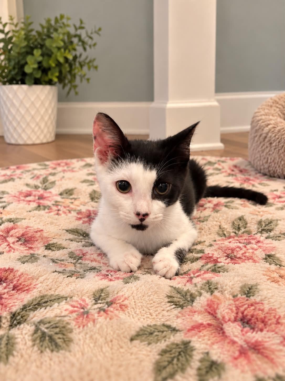 Enlarge Niko, a Adoptable Domestic Short Hair in Wading River, NY image 2/2
