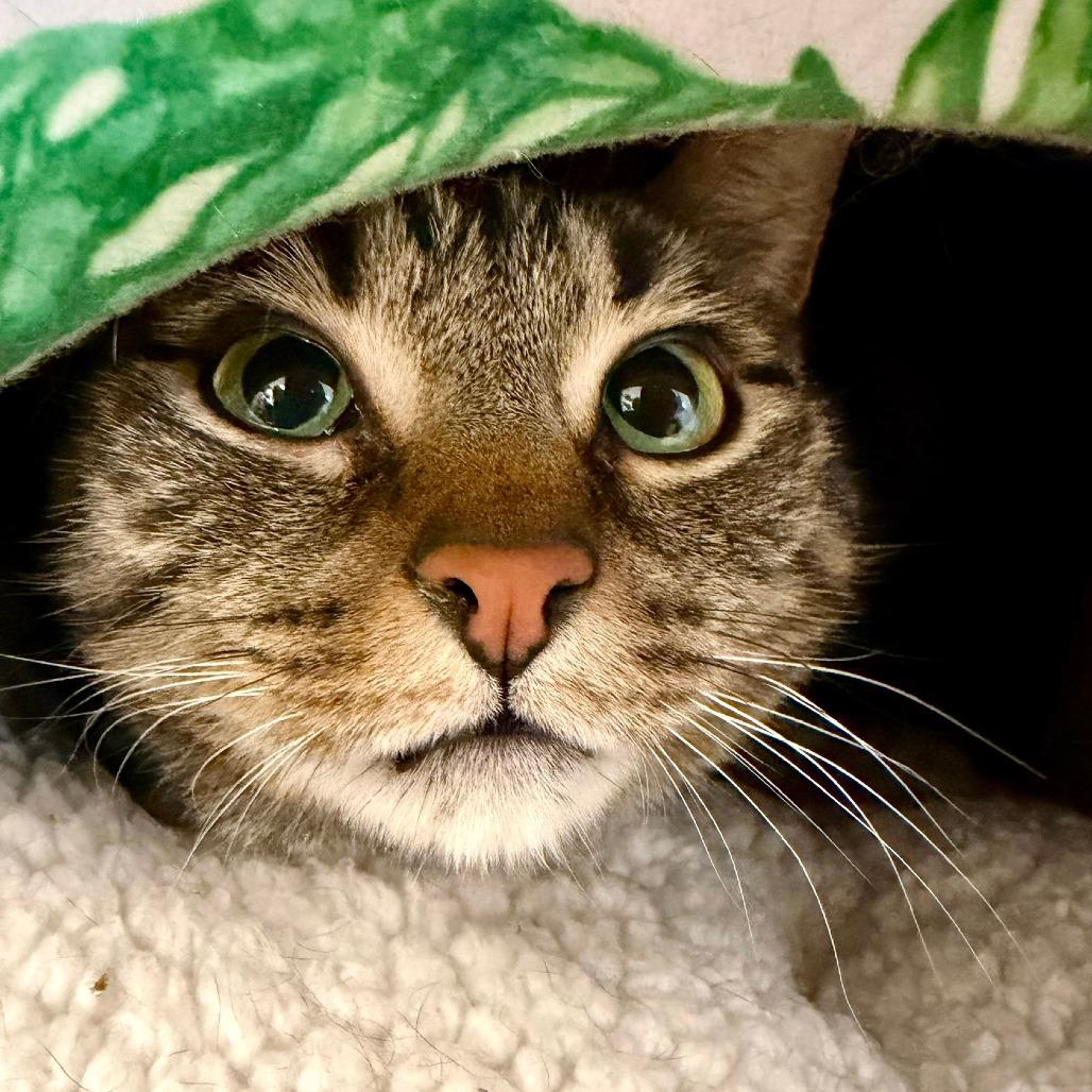 Enlarge Harley, a Adoptable Domestic Short Hair in Naperville, IL image 1/6