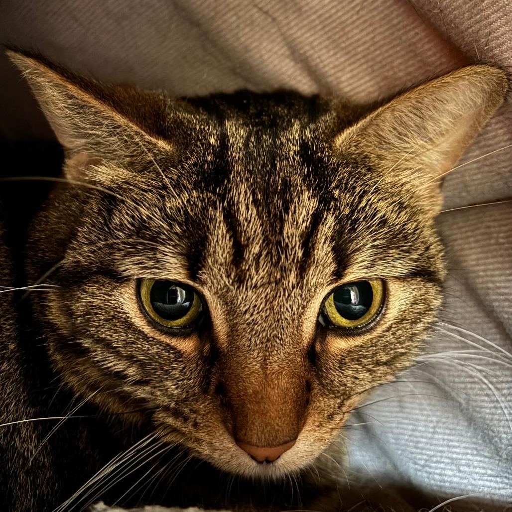 Enlarge Harley, a Adoptable Domestic Short Hair in Naperville, IL image 2/6