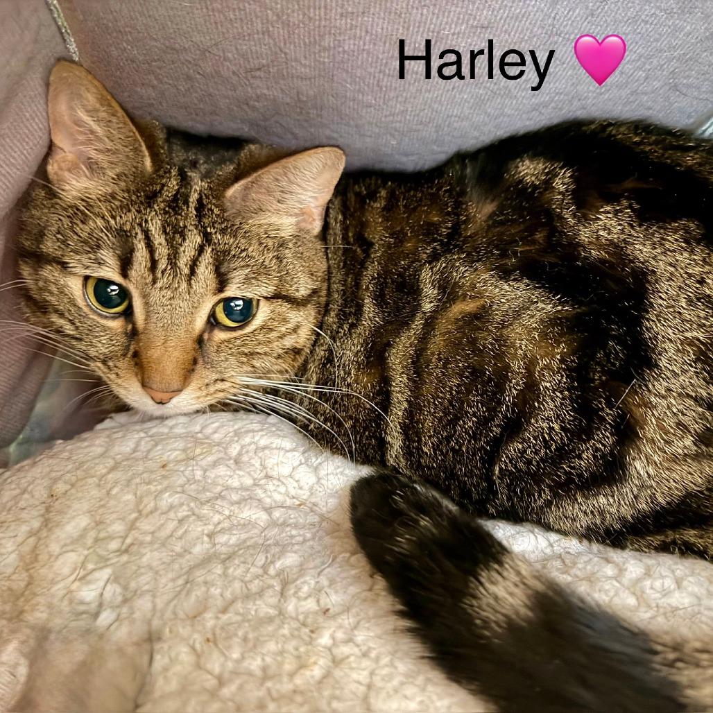 Enlarge Harley, a Adoptable Domestic Short Hair in Naperville, IL image 3/6