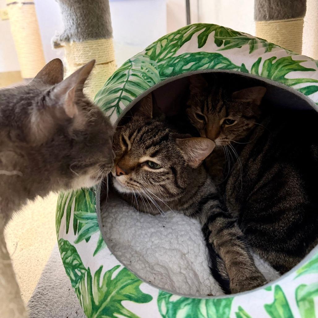 Enlarge Harley, a Adoptable Domestic Short Hair in Naperville, IL image 4/6