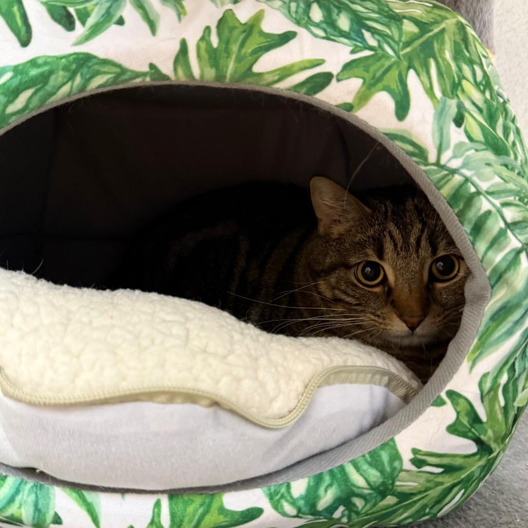 Enlarge Harley, a Adoptable Domestic Short Hair in Naperville, IL image 5/6