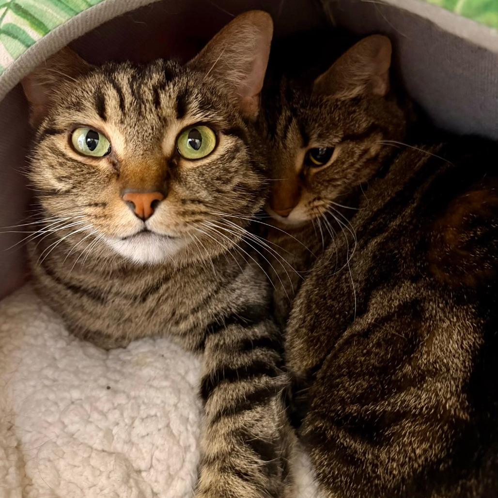 Enlarge Harley, a Adoptable Domestic Short Hair in Naperville, IL image 6/6