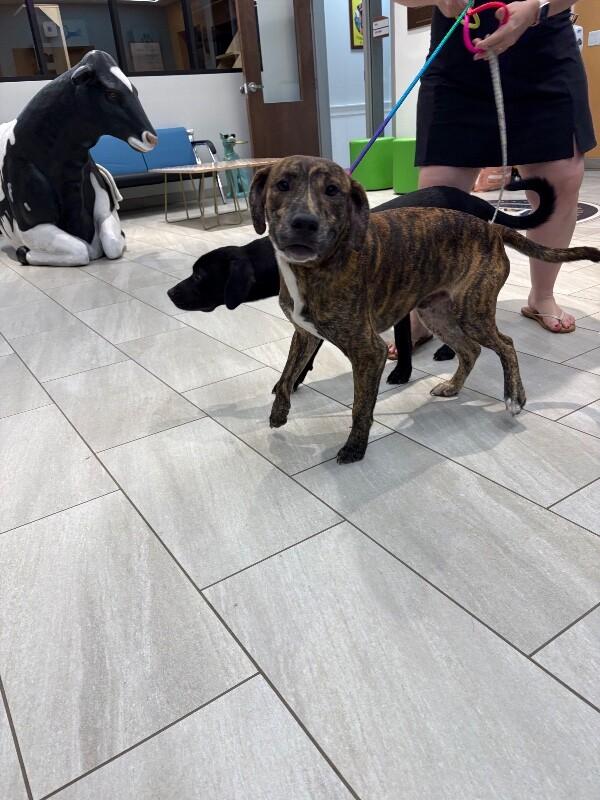Goose, Adoptable, Adult Male Labrador Retriever & Mixed Breed.
