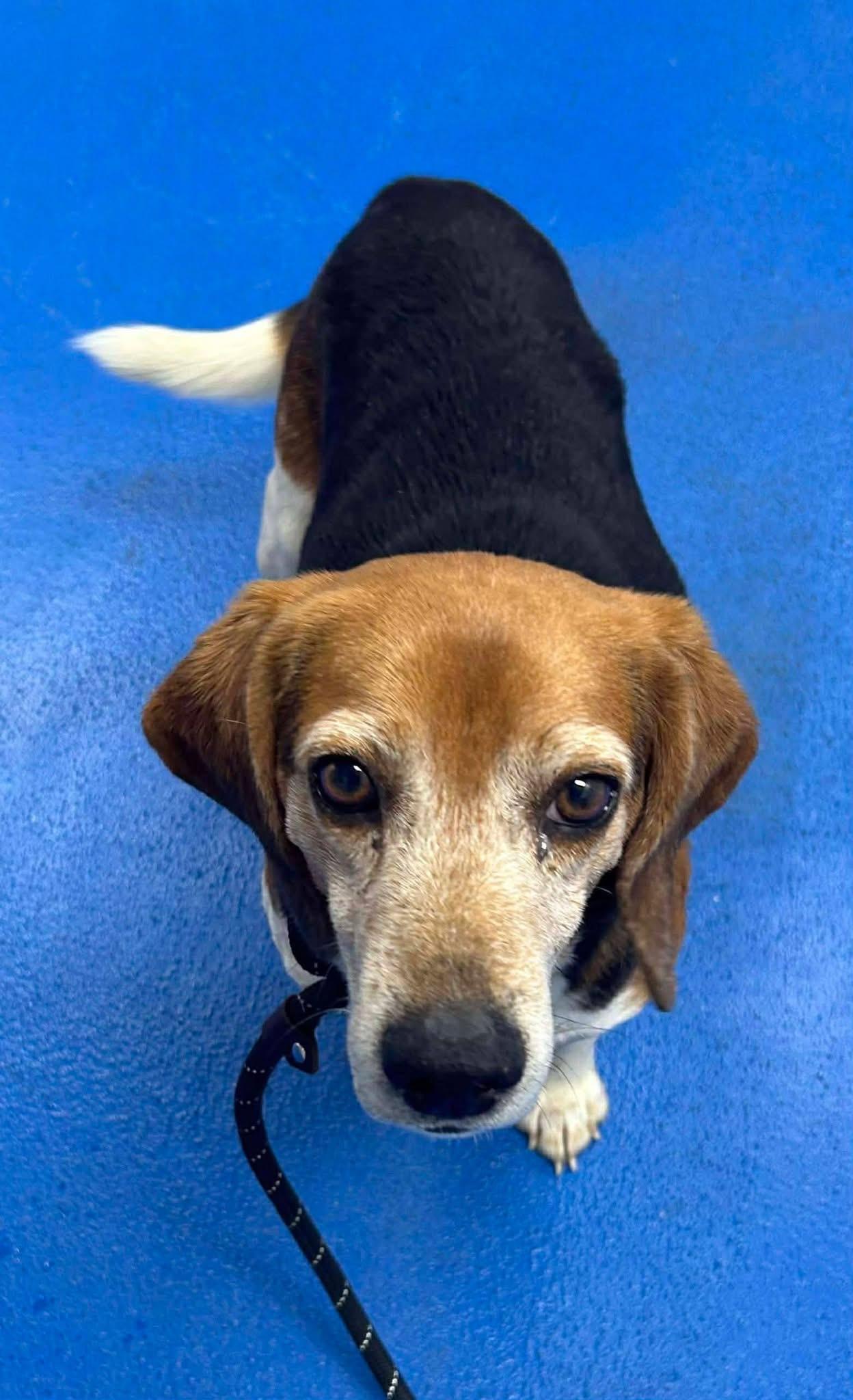 Kenji, adopted, Adult Male Beagle.