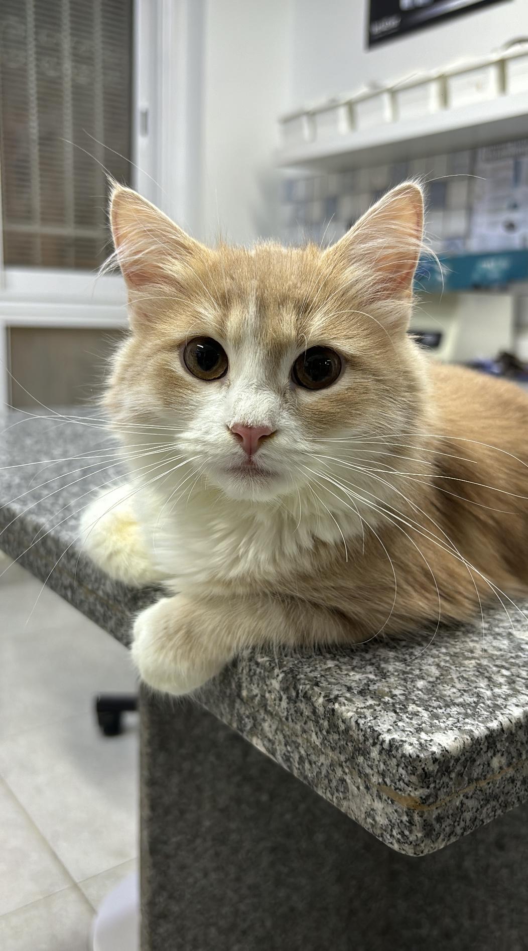 Small Cats for Adoption: Find Your Perfect Furry Friend Today