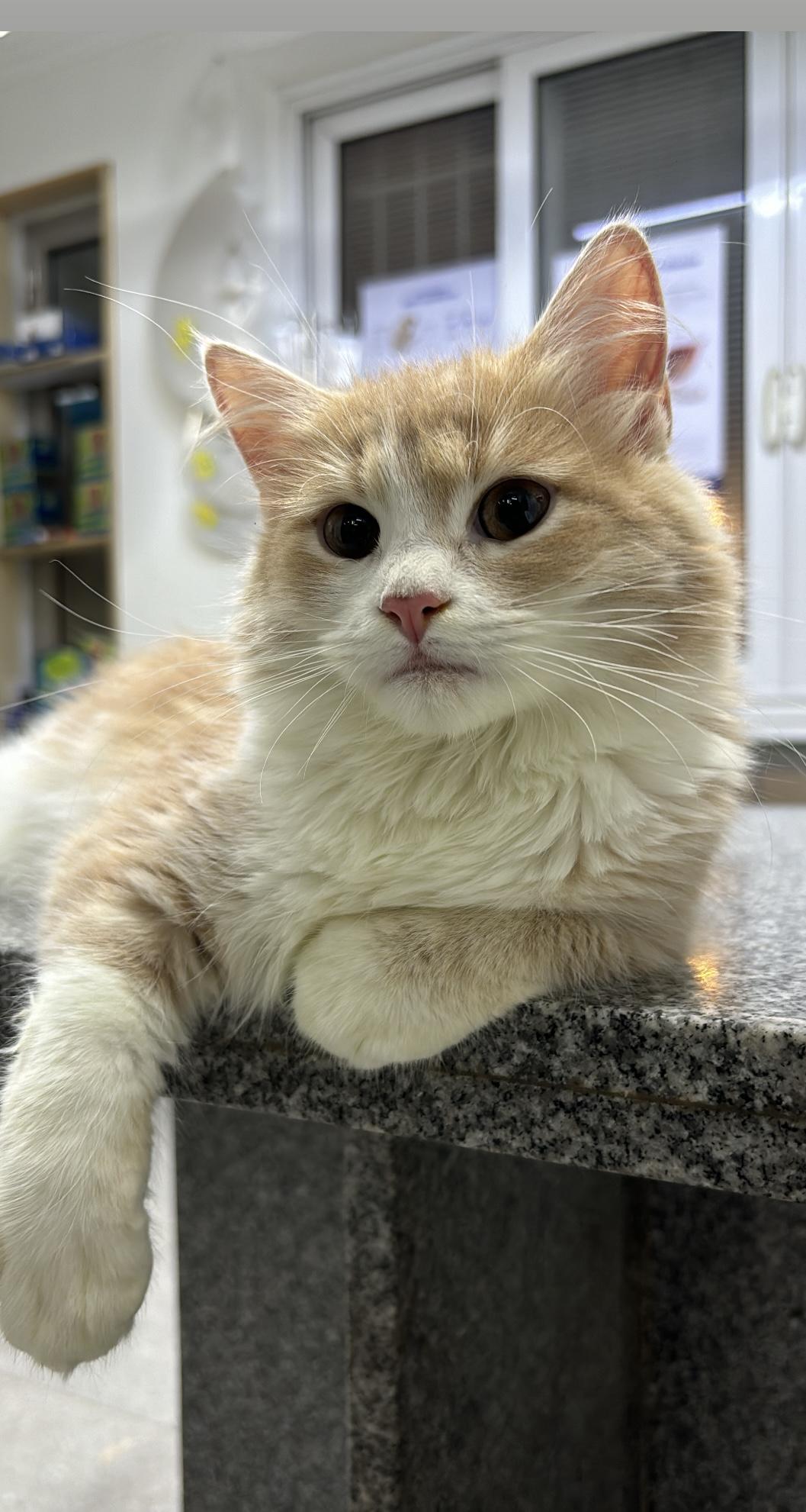 Milo - READ FULL PROFILE - 5 Months