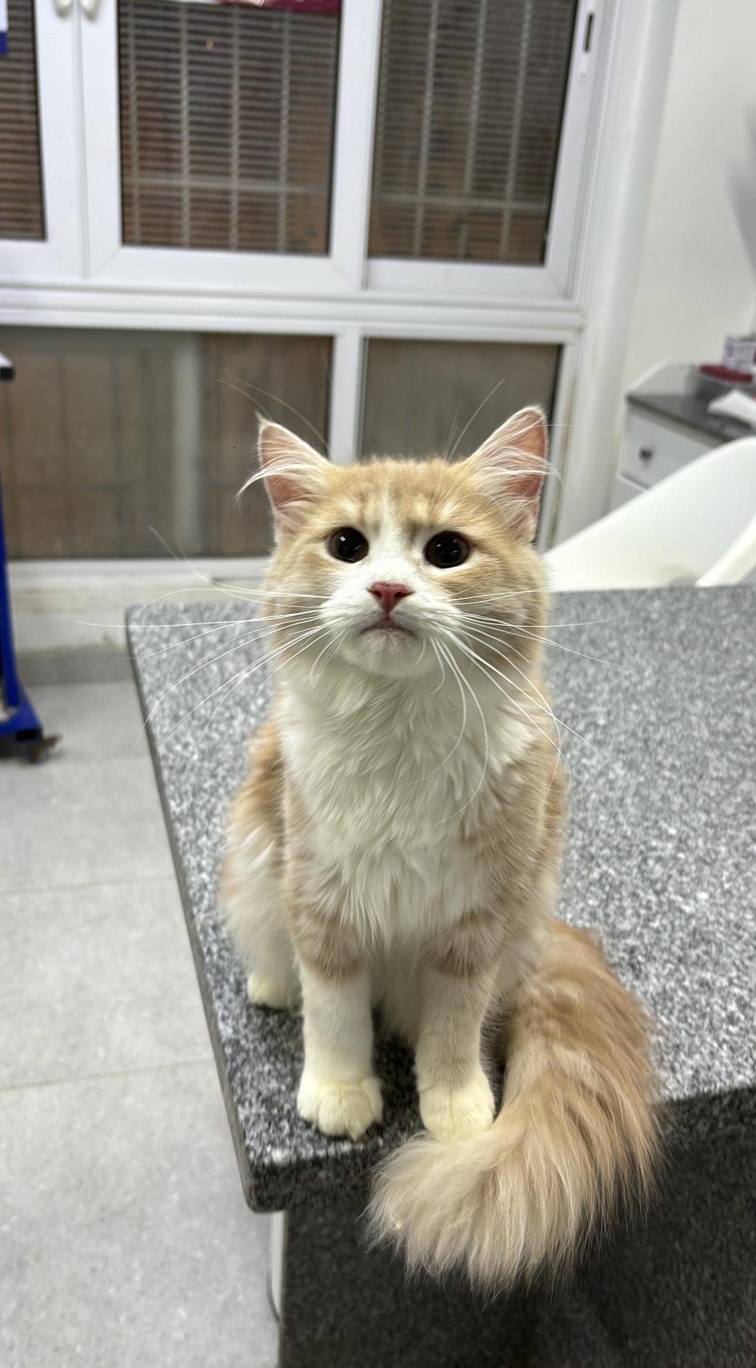Milo - READ FULL PROFILE - 5 Months