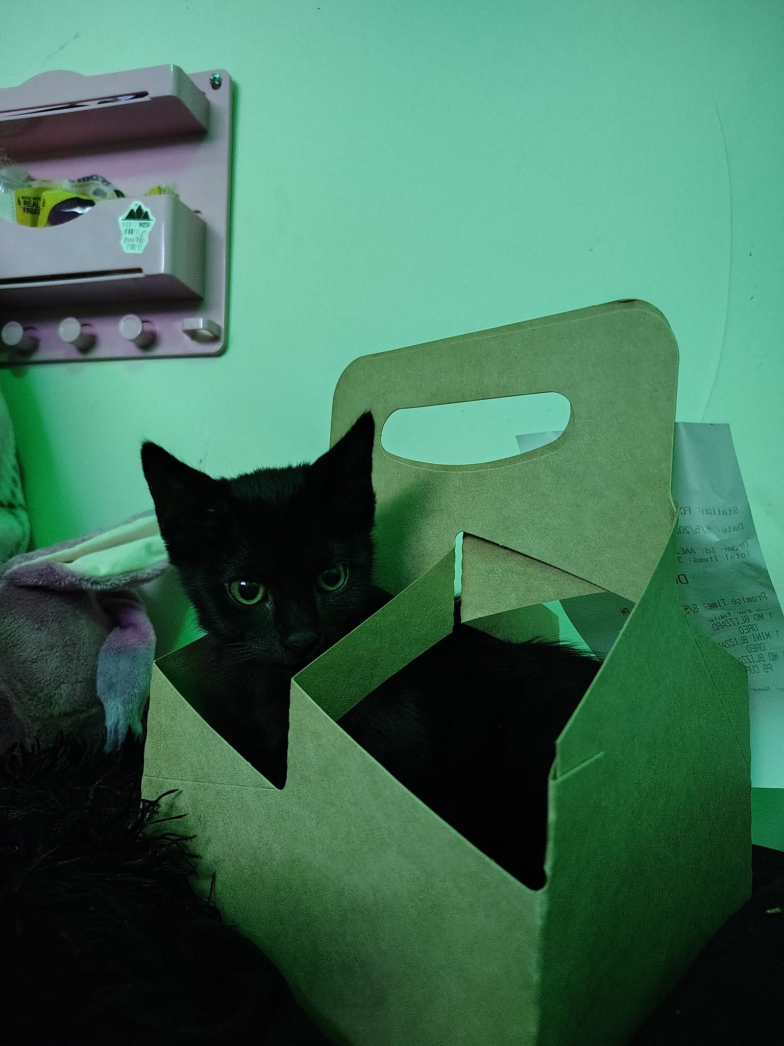 Peach, Adoptable, Kitten Female Domestic Short Hair.