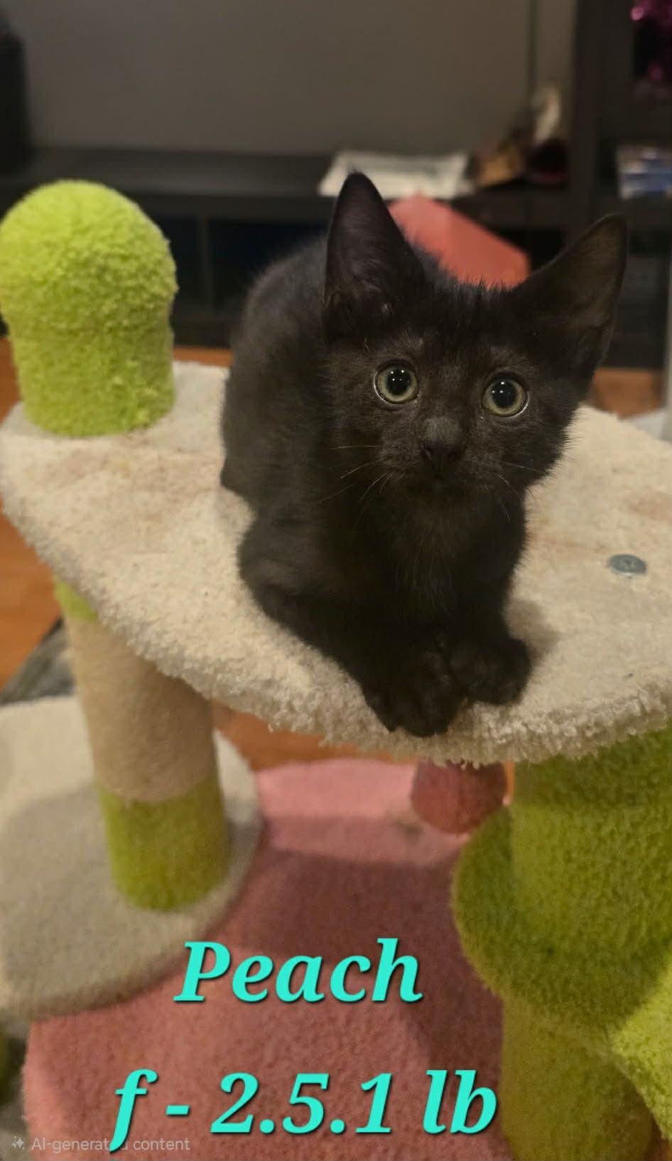 Peach, a Adoptable Domestic Short Hair in Mount Pleasant, TX image 2/2