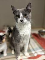 Snow White, an adoptable Domestic Short Hair in wetaskiwin, AB, t9a 2j4 | Photo Image 1