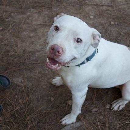 Enlarge Ghost, a Adoptable Pit Bull Terrier in Delta, AL image 2/6