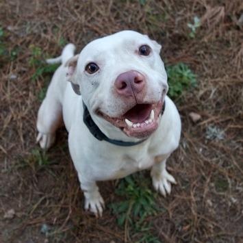 Ghost, Adoptable, Adult Male Pit Bull Terrier.