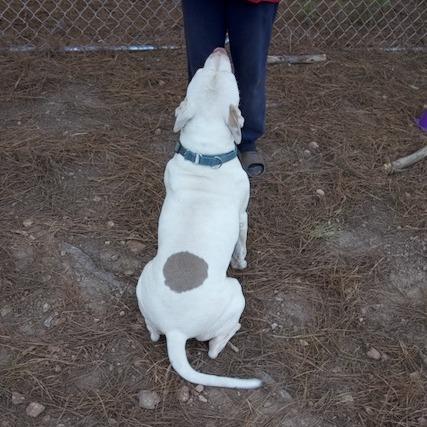 Enlarge Ghost, a Adoptable Pit Bull Terrier in Delta, AL image 3/6