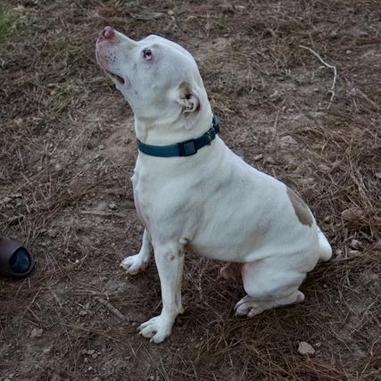 Enlarge Ghost, a Adoptable Pit Bull Terrier in Delta, AL image 4/6