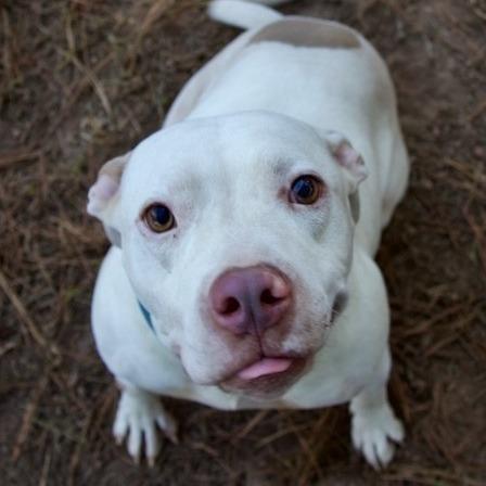 Enlarge Ghost, a Adoptable Pit Bull Terrier in Delta, AL image 6/6