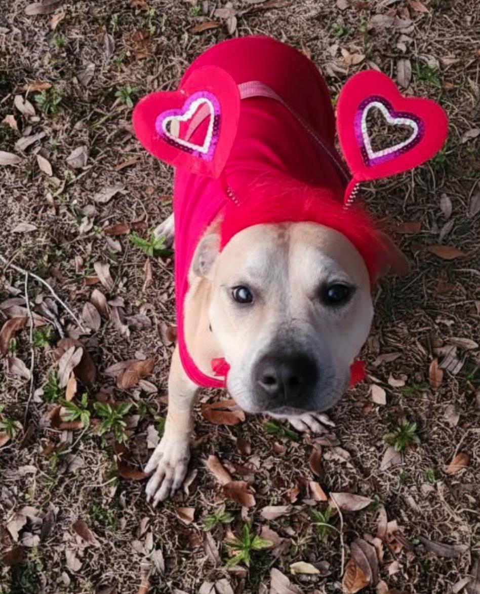 Bree, Adoptable, Adult Female Staffordshire Bull Terrier.