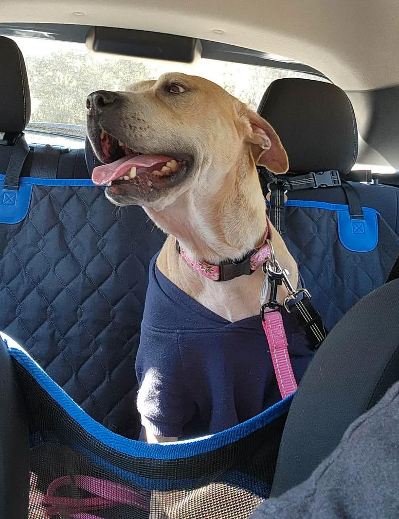 Bree, a Adoptable Staffordshire Bull Terrier in Osteen, FL image 2/3