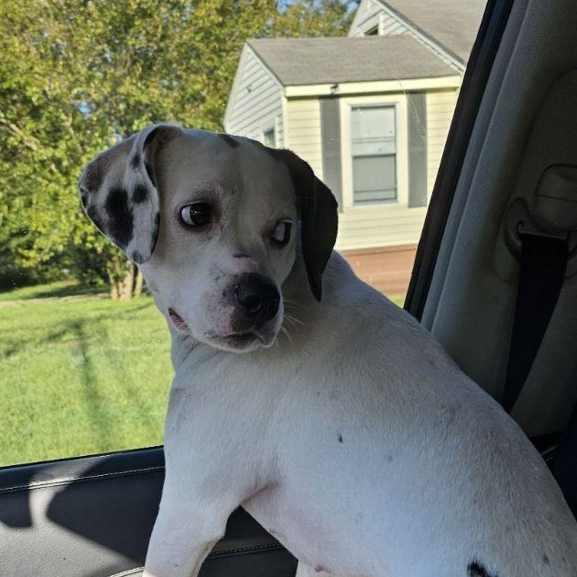 Lucy, a Adoptable Dalmatian in Athens, AL image 6/6