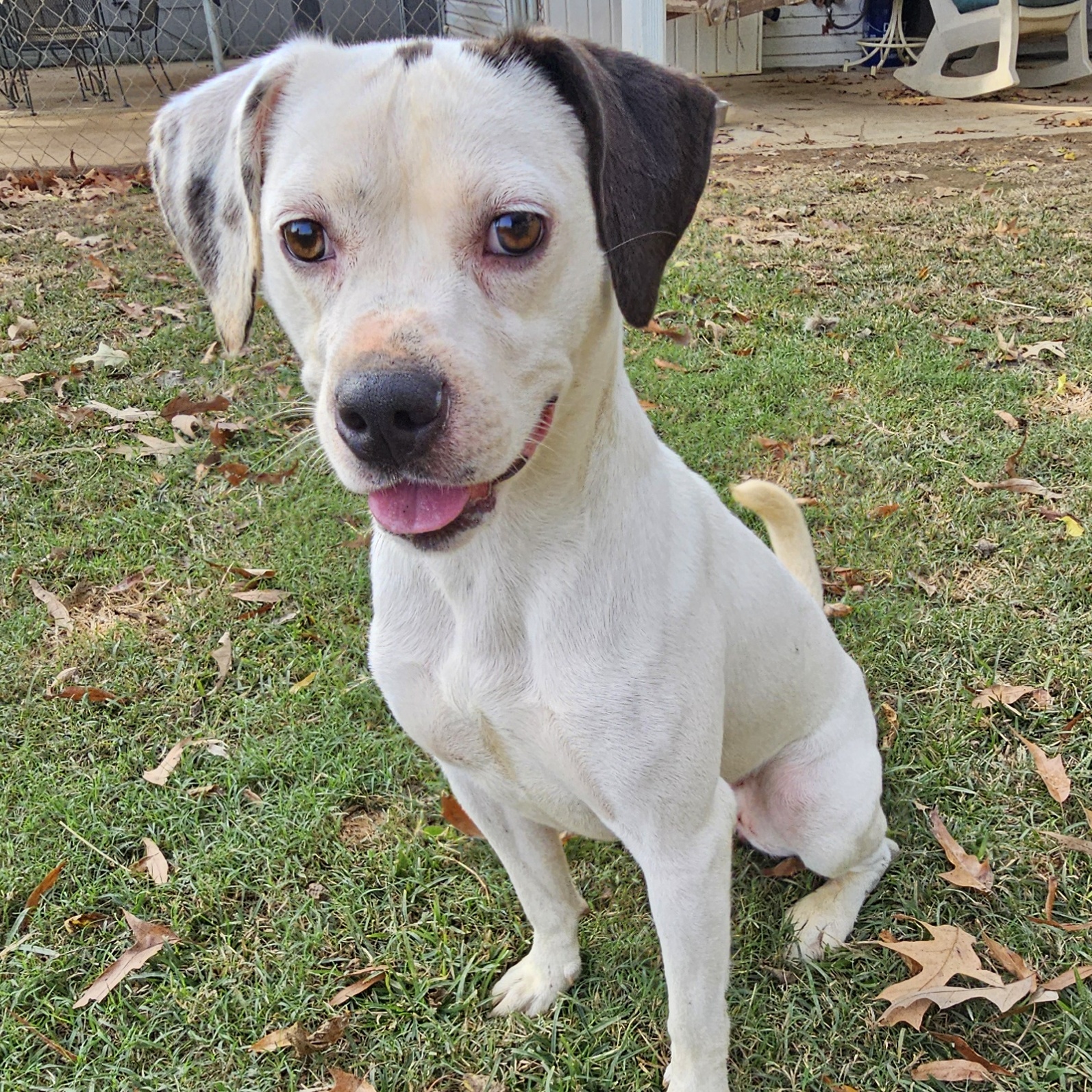 Lucy, a Adoptable Dalmatian in Athens, AL image 4/6