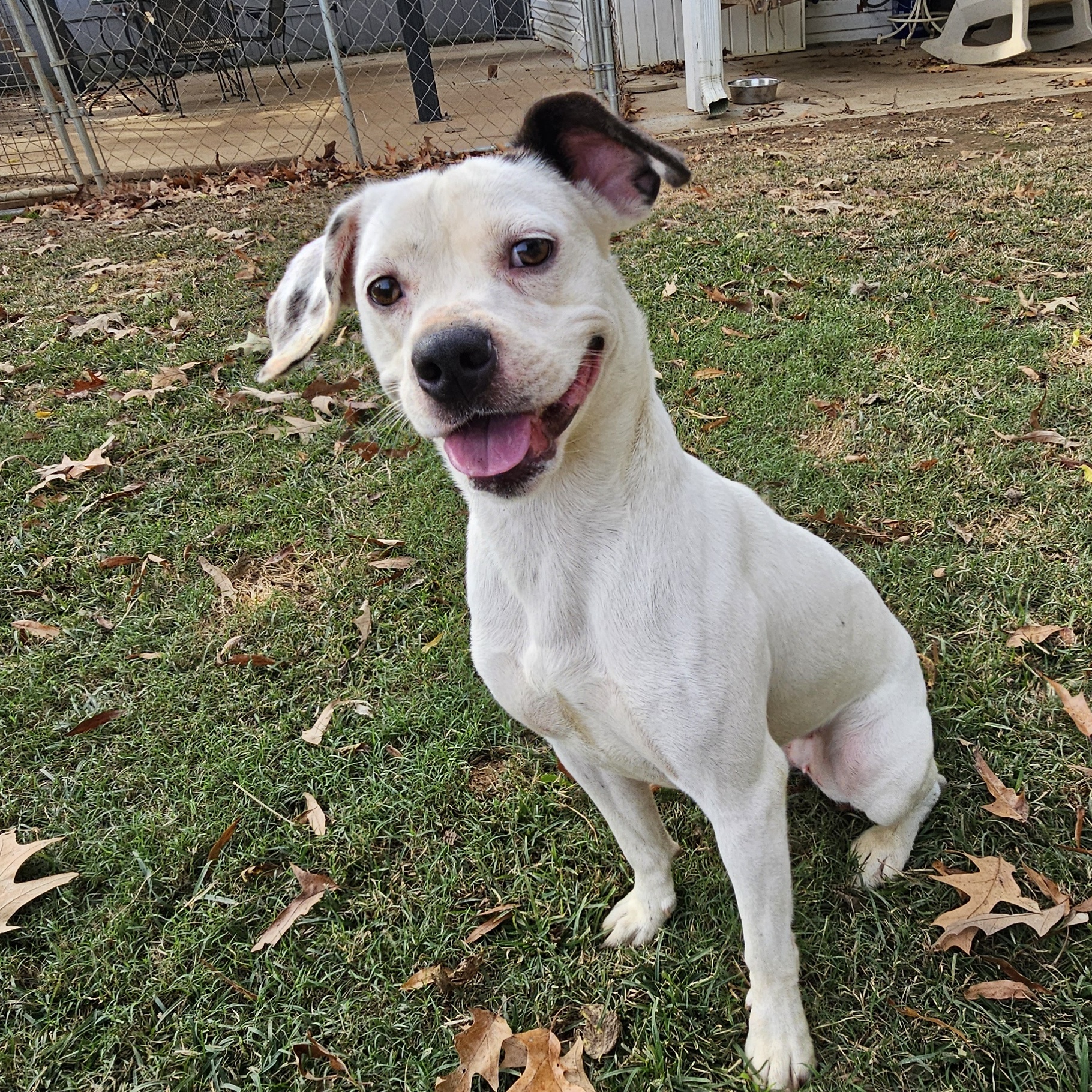 Lucy, a Adoptable Dalmatian in Athens, AL image 3/6