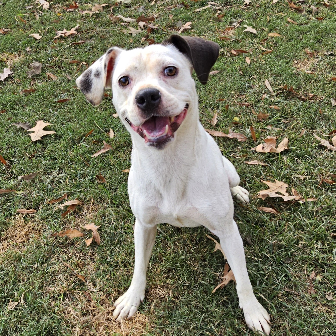 Lucy, a Adoptable Dalmatian in Athens, AL image 2/6