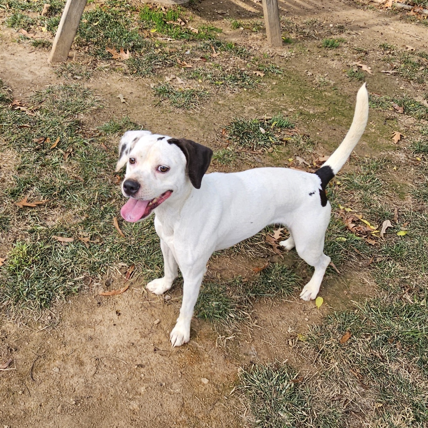 Lucy, a Adoptable Dalmatian in Athens, AL image 5/6
