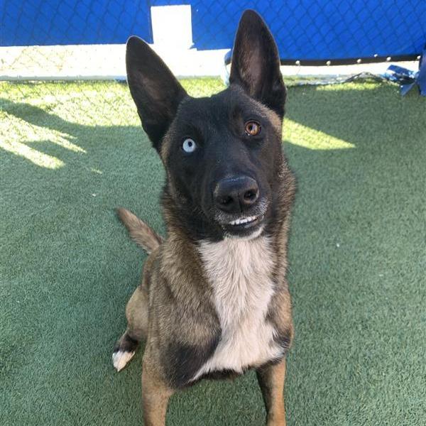 Nova, Adoptable, Adult Female Belgian Shepherd / Malinois.