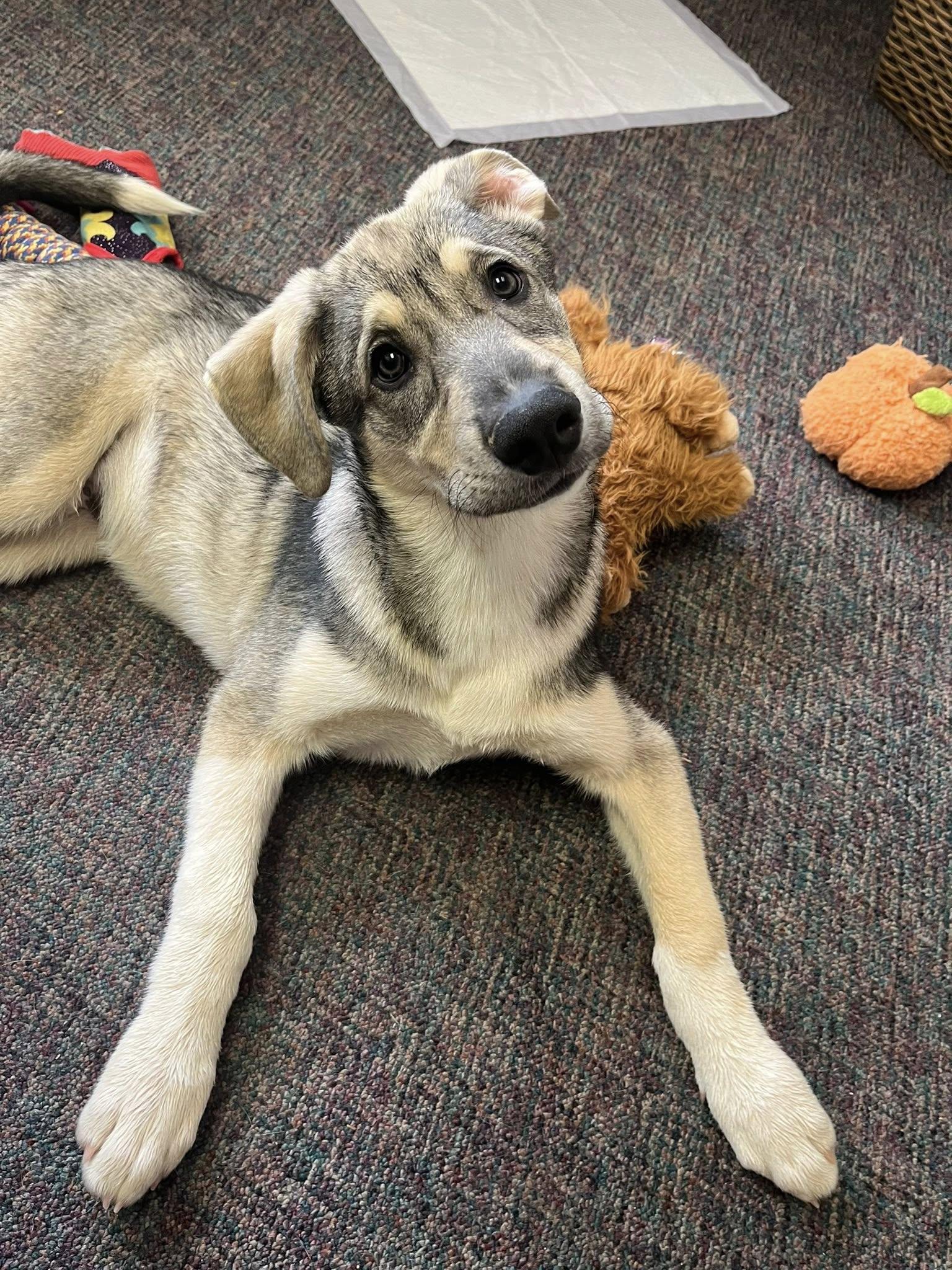 Enlarge Bellagio, an adopted Shepherd in Millersville, MD image 1/4