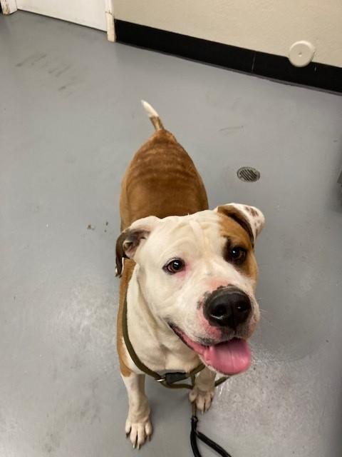 Enlarge Bart, a ADOPTABLE American Bulldog in Phoenix, OR image 3/4