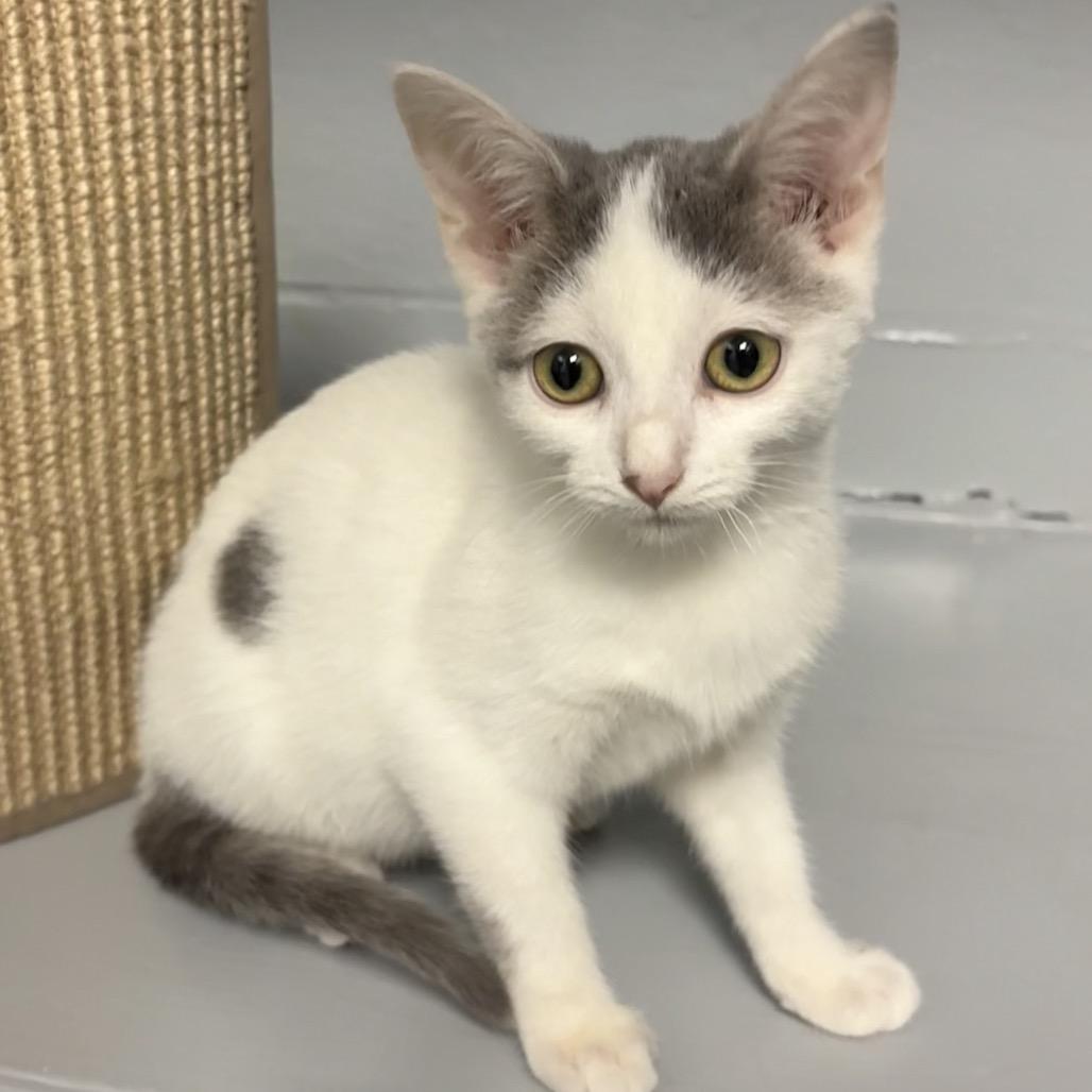 Enlarge Penny, a Adoptable Domestic Short Hair in Circleville, OH image 1/1