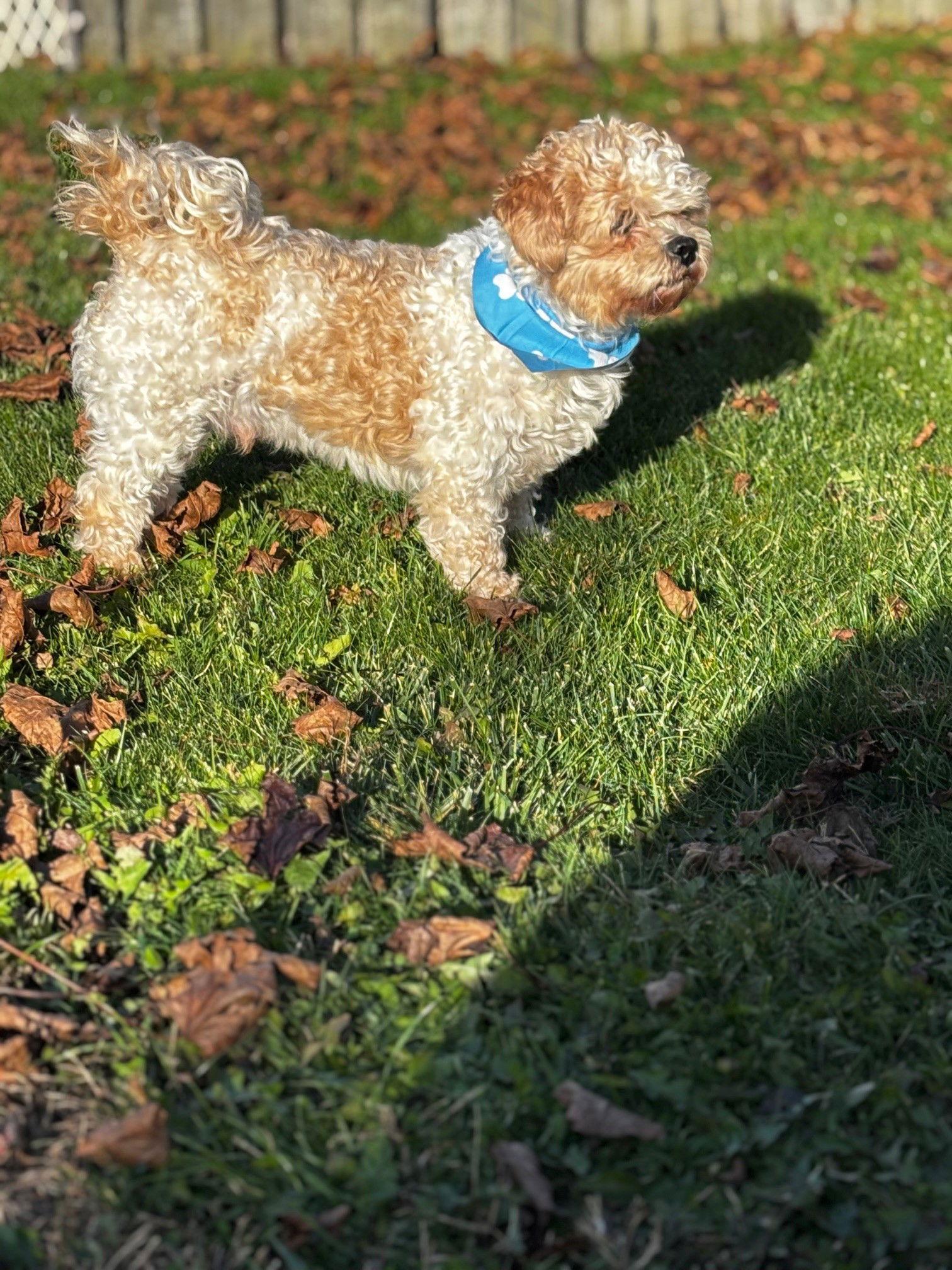 Boomer-Morrow, Adoptable, Young Male Cavalier King Charles Spaniel & Poodle.