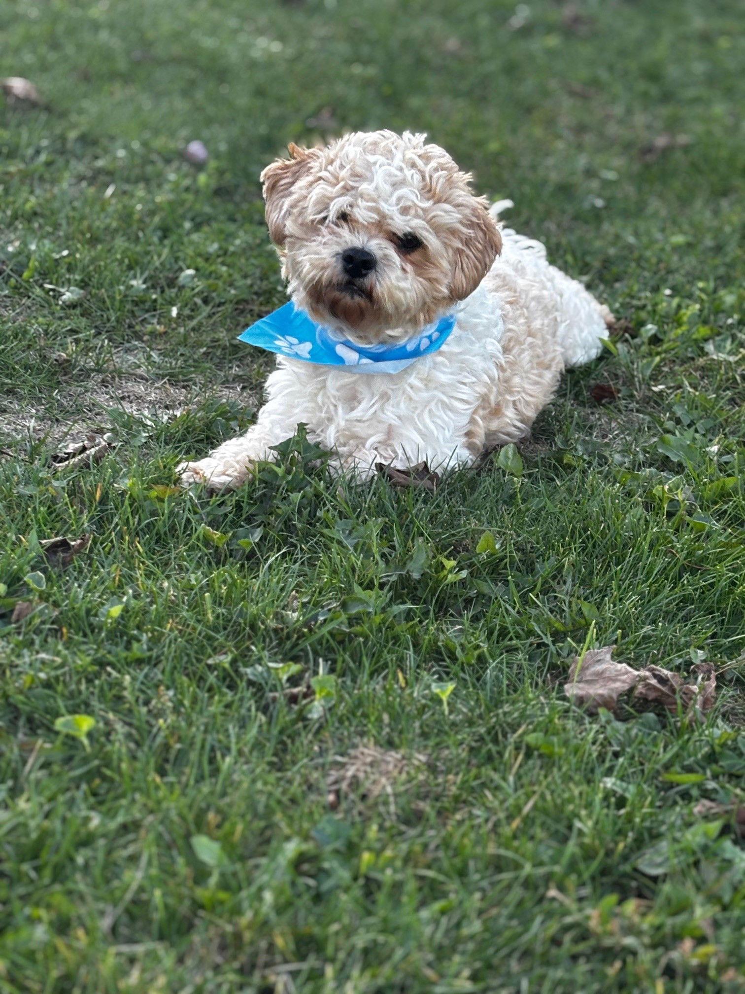 Boomer-Morrow, a Adoptable mixed breed in Pataskala, OH image 2/3