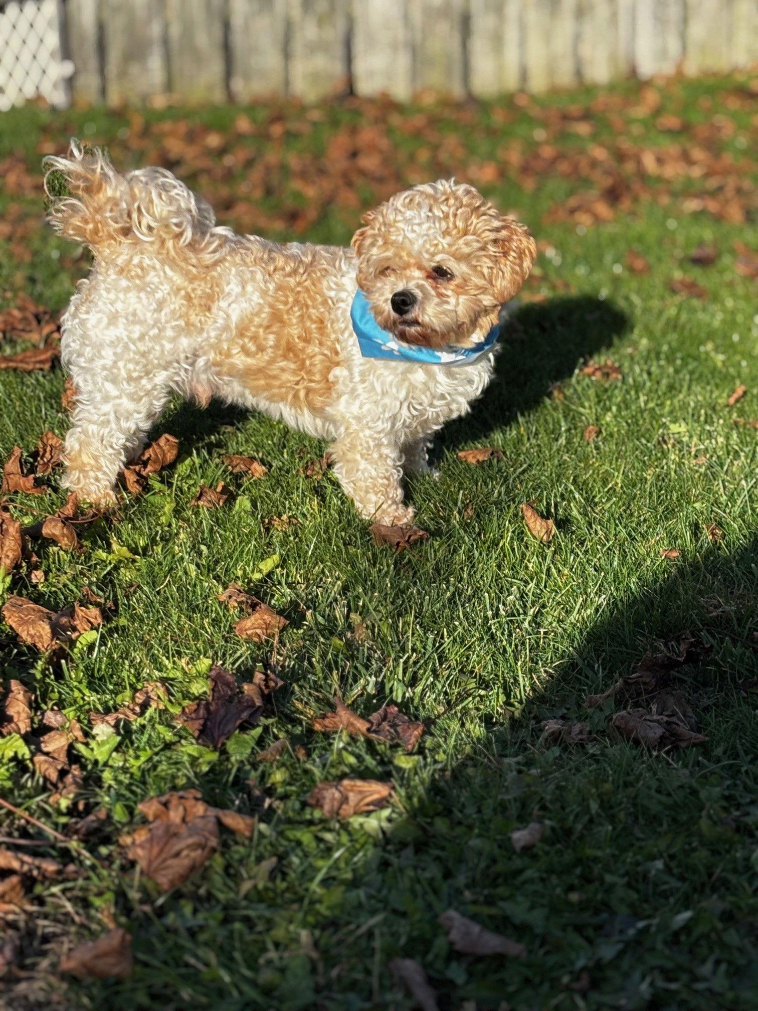 Boomer-Morrow, a Adoptable mixed breed in Pataskala, OH image 3/3