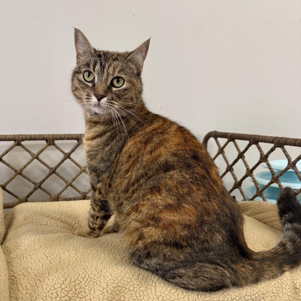 Kitty, a Adoptable Domestic Short Hair in Houston, TX image 1/2