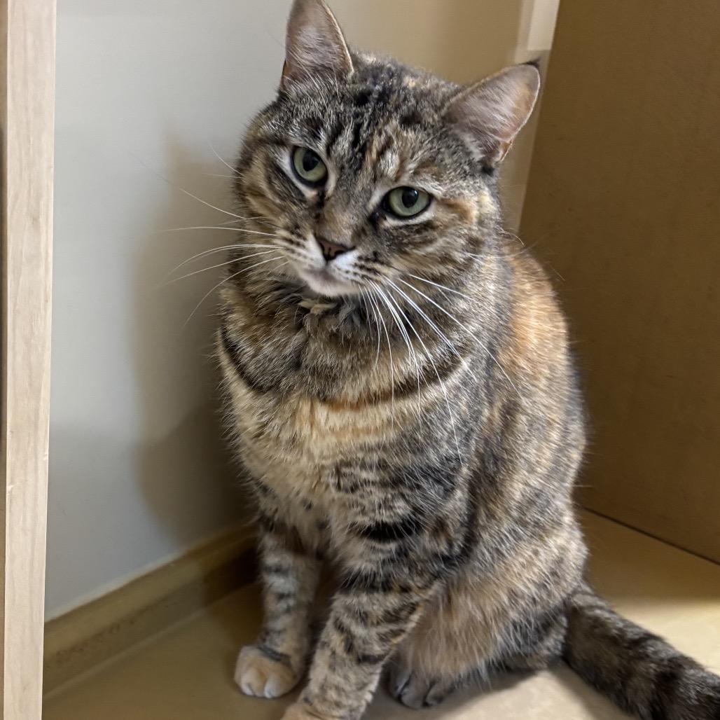 Kitty, a Adoptable Domestic Short Hair in Houston, TX image 2/2