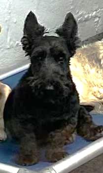 Hogan, adopted, Senior Male Scottish Terrier.