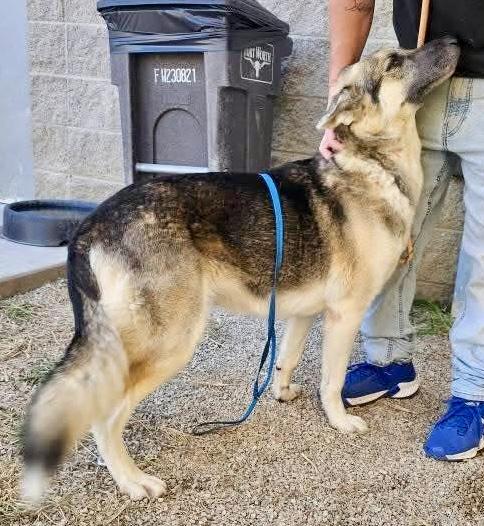 Enlarge Cassidy ( cat friendly dog friendly kid friendly), a Adoptable mixed breed in white marsh, MD image 5/5