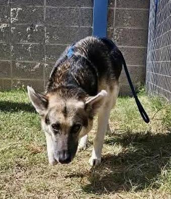 Enlarge Cassidy ( cat friendly dog friendly kid friendly), a Adoptable mixed breed in white marsh, MD image 4/5