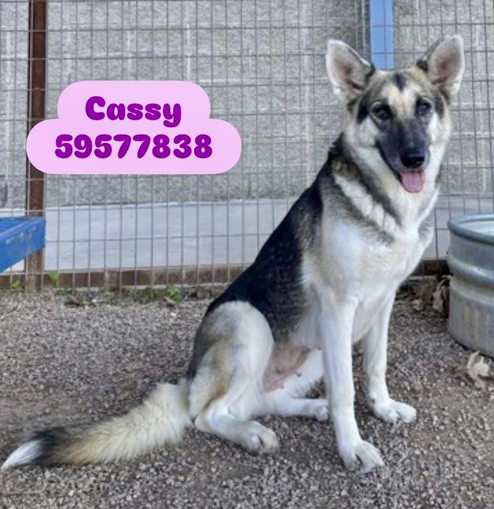 Enlarge Cassidy ( cat friendly dog friendly kid friendly), a Adoptable mixed breed in white marsh, MD image 2/5