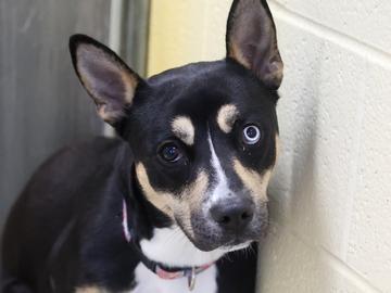 Nine Nine, Adoptable, Puppy Female Pit Bull Terrier & Mixed Breed.