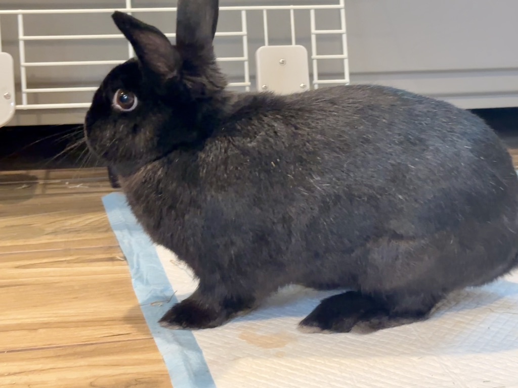 Enlarge Emilio, a Adopted Havana in North salem, NY image 4/5